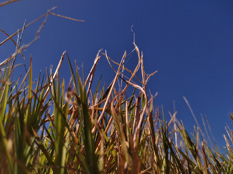 Photograph of Circular Grass Field